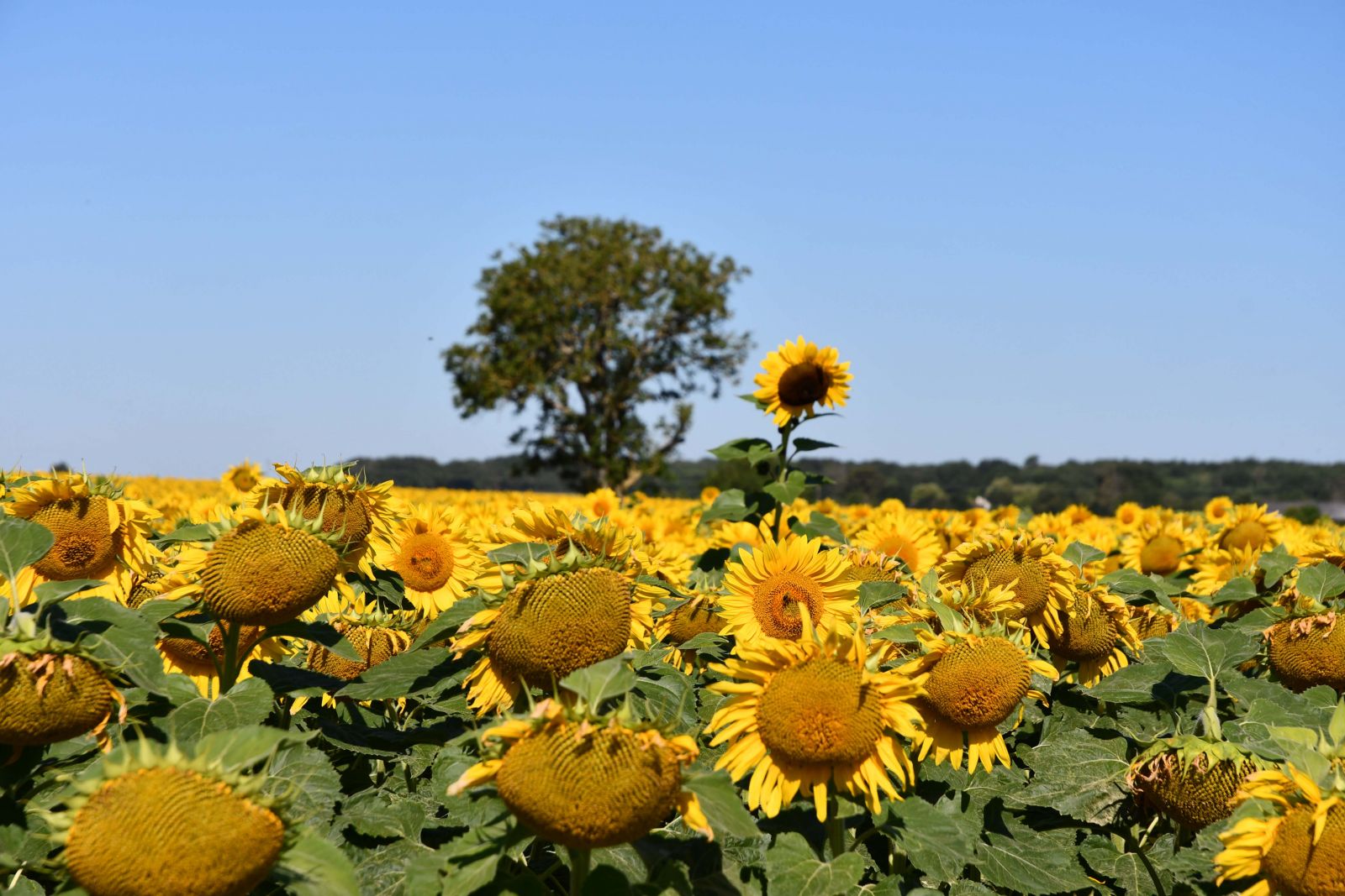 Cycling to the Loire and back